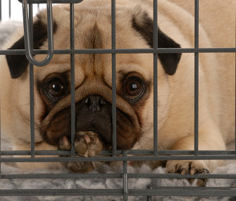 Pug in Crate 